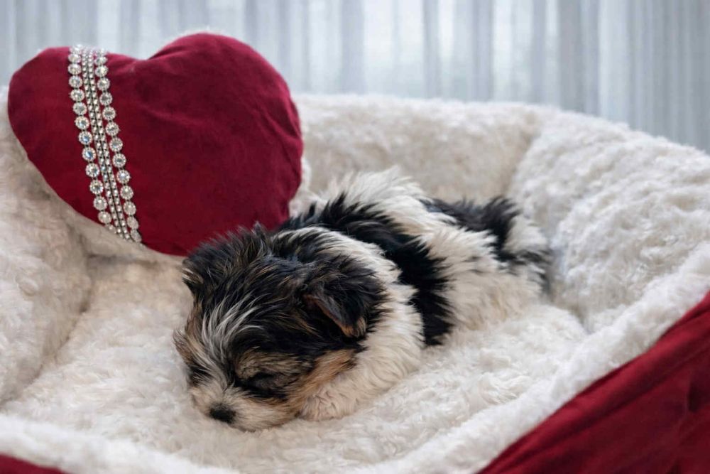 Urocza dziewczynka Yorkshire Terrier Biewer szuka nowego domu