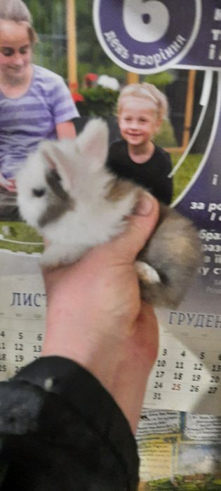 Хлопчики, маленькі пухнастикі, карликові кролики