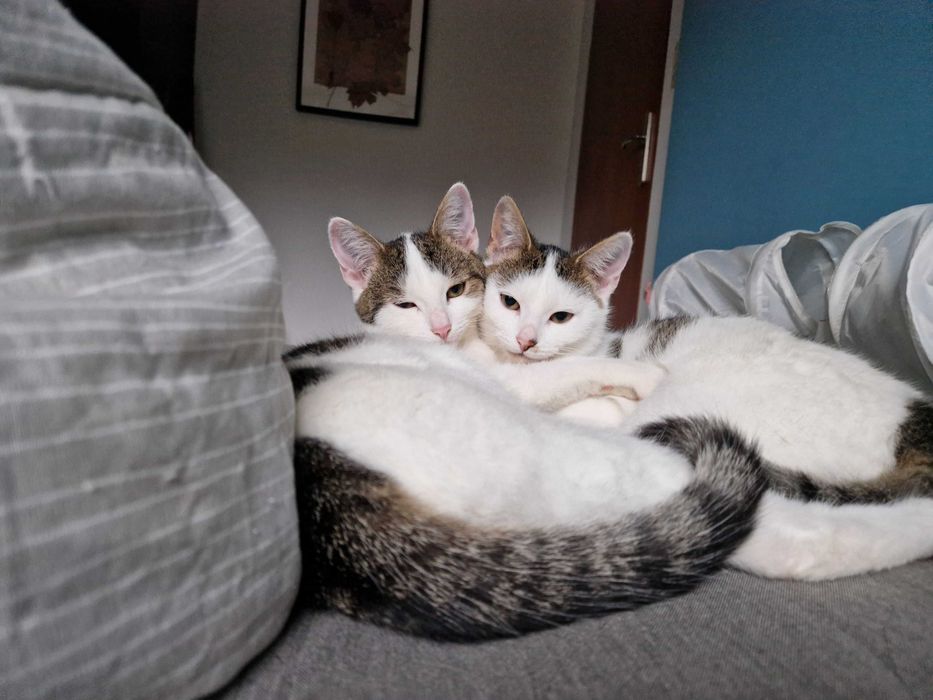 dwa kotki do adopcji