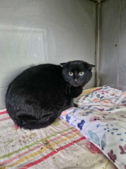 Czarny, zielonooki kocurek CAPRI szuka domku!