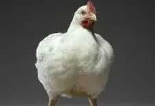 бройлер імпорт опт та роздріб