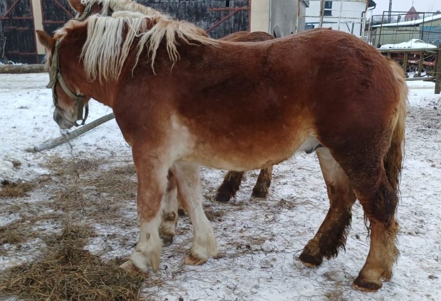 Sprzedam klacze i ogiery sztumskie
