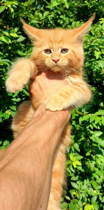 Мейнкуны Котята мейнкуна