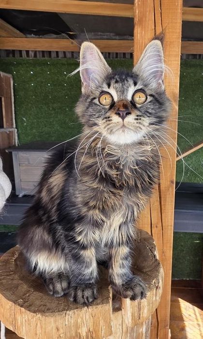 Kotka Maine Coon do rezerwacji