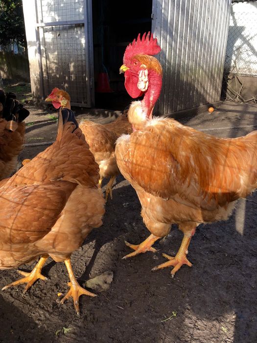 Galos, galinhas e ovos.