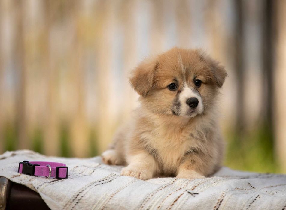 Дуже милі коргі-малюки