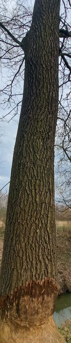 Dąb do ścięcia. Wysokość okolo 10m