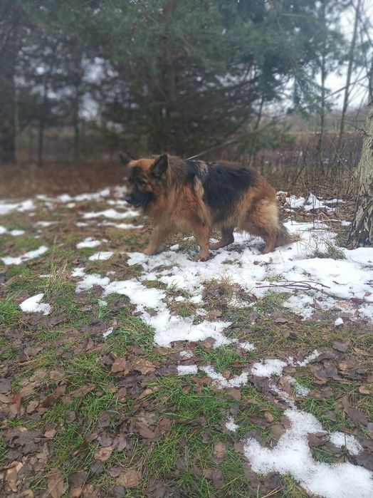 Suka w trakcie cieczki owczarek niemiecki