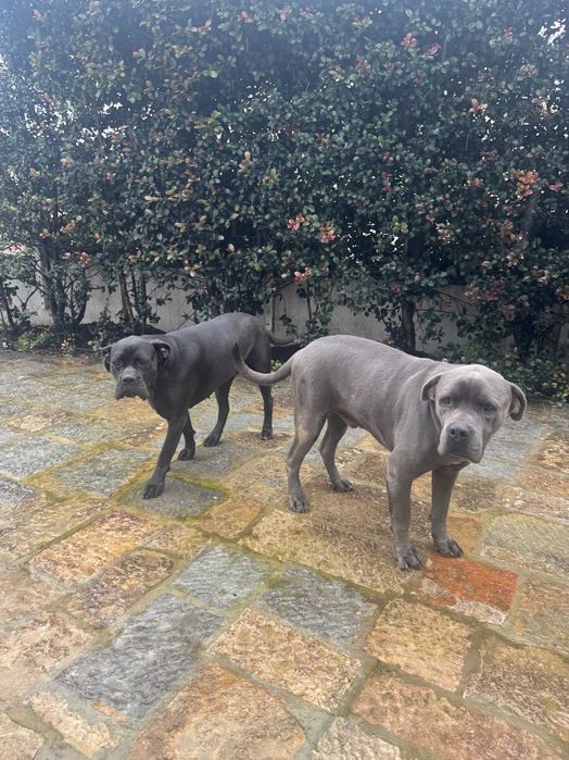 2 Cane Corso Italiano para adopção