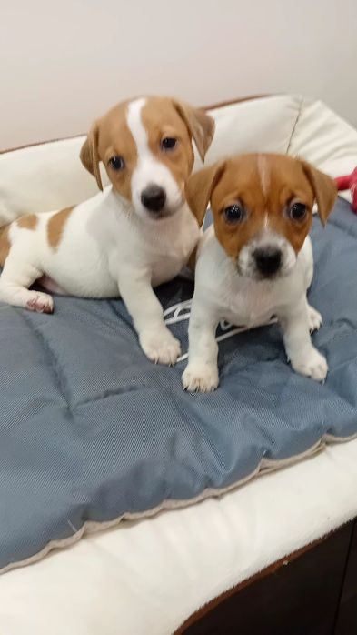Jack Russell terrier suczka