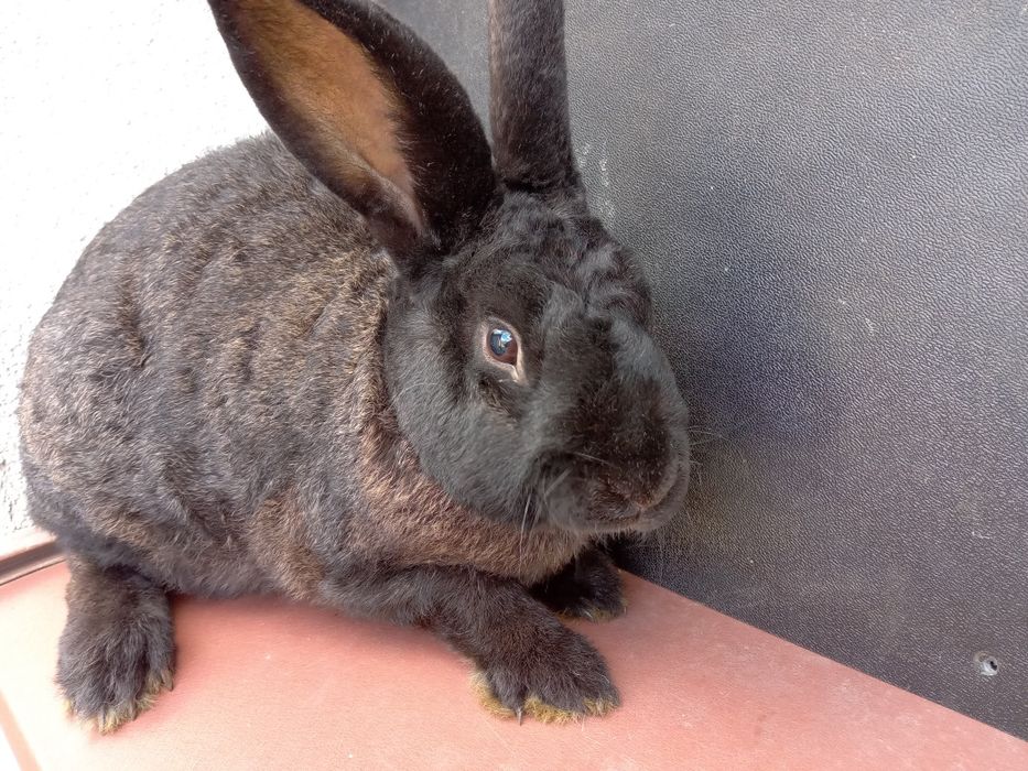 Młody samczyk z lipca rex