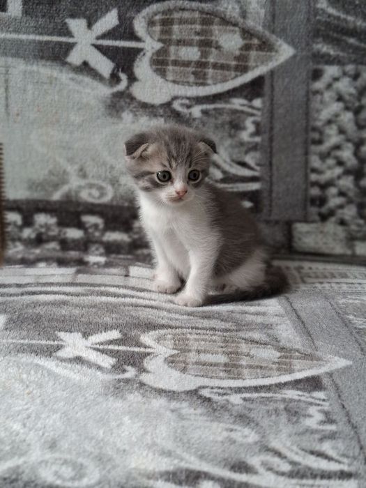 Продам висловухого котика