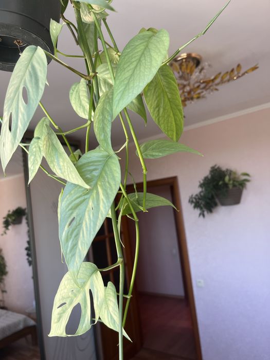 Епіпремнум Ceby Blue, сциндапсус