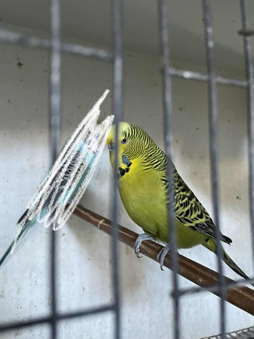 Vendo periquito com gaiola
