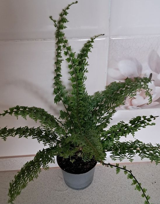 Набір яскравих рослин