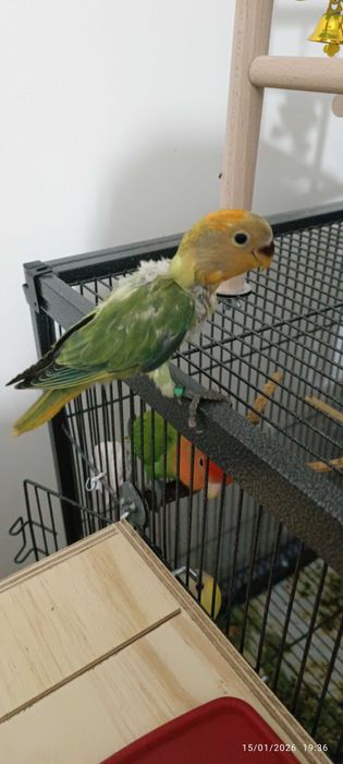 Agapórnis Roseicollis para levantarem voo