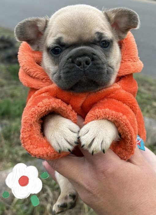 Хлопчик французький бульдог