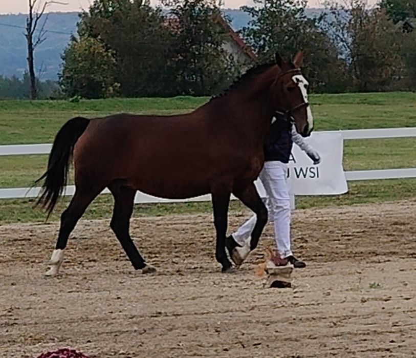 Klacz Ślaska Hodowlana