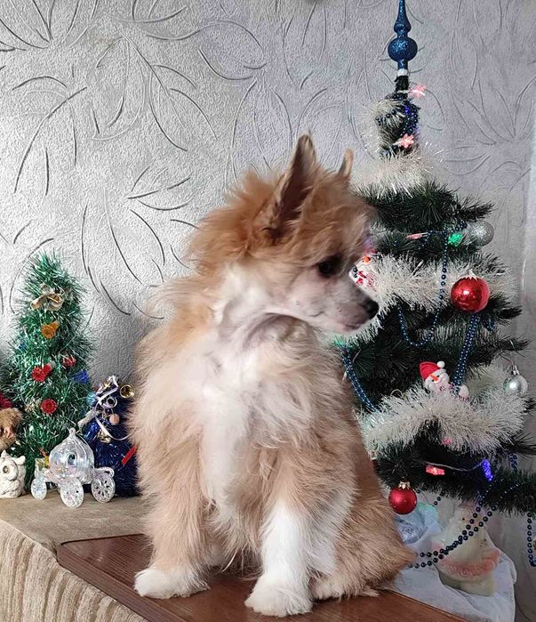 Цуценя китайської хохлатої