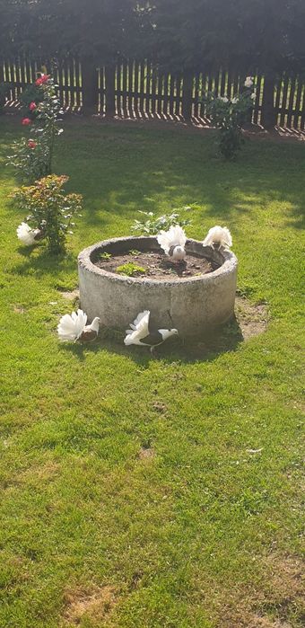 Gołębie Pawiki Tegoroczne