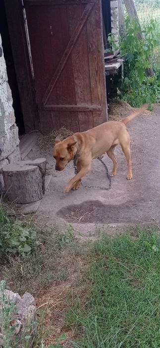 Дівчинка Іва, метис амстафа в добрі руки