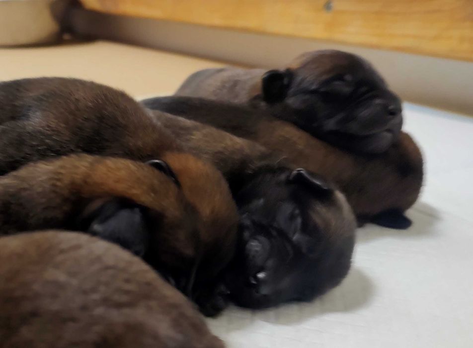 Owczarek Belgijski Malinois FCI