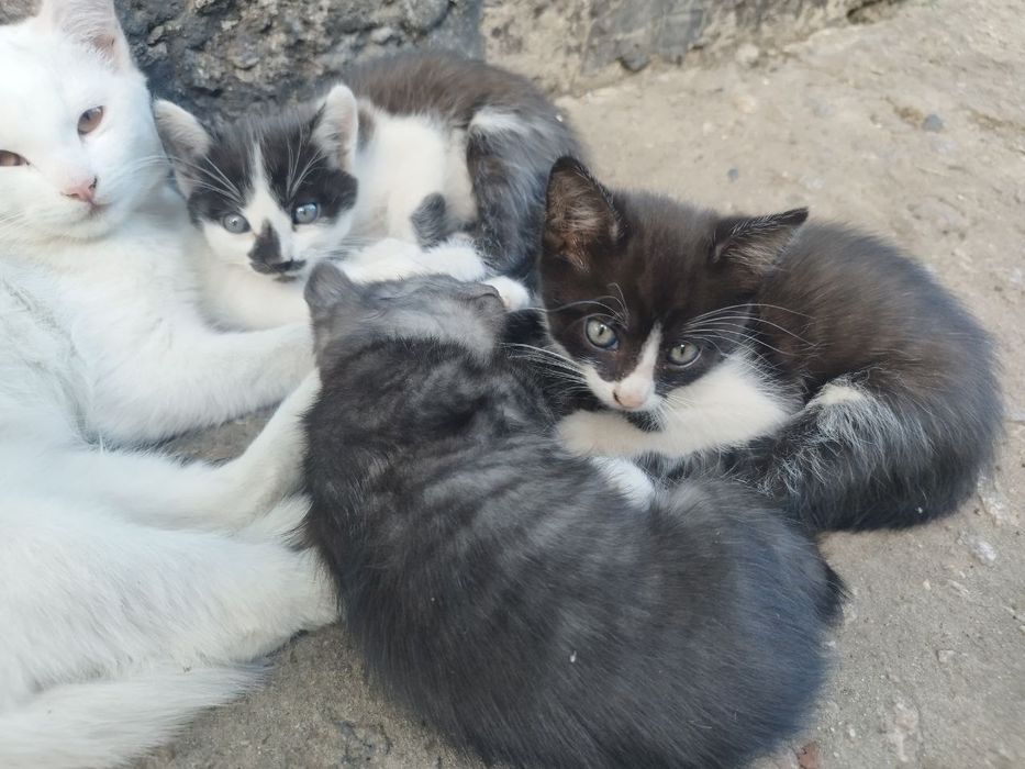 Отдам котят в добрые руки