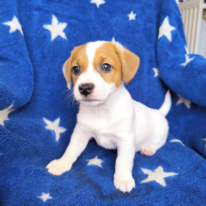 Цуценя дівчинка3 Джек Рассел тер'єр