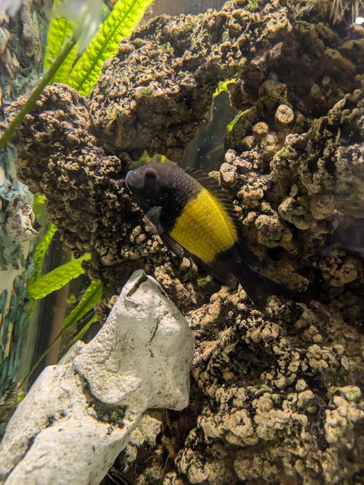 tanganika tropheus ikola