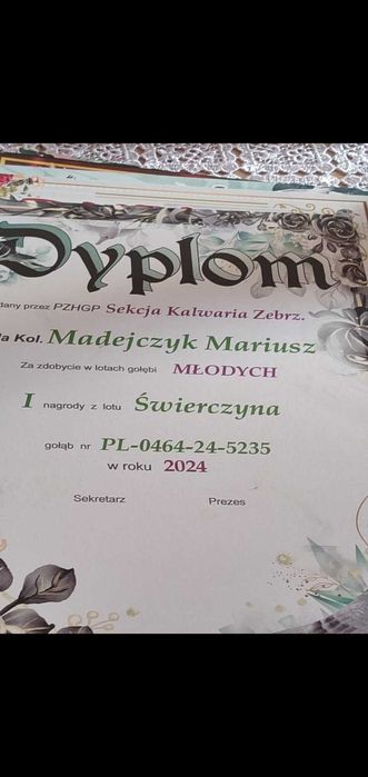 Młode 2026 para 45 Herbots JAARLING gołąb gołębie pocztowe 3x Dyplom