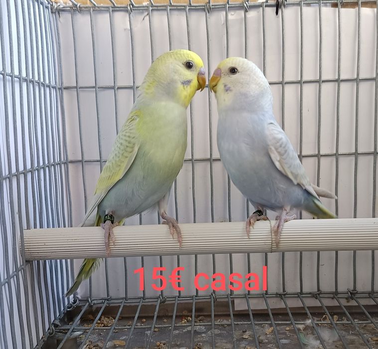 Periquitos arco-íris