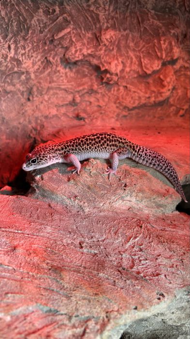 Gekon Lamparci ( Eublepharis Macularius ) Mack snow eclipse het tremper het blizzard. Samica.