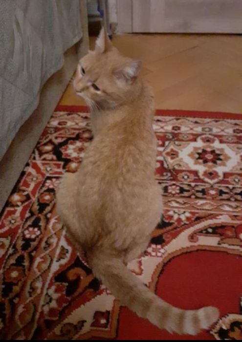 Рижулька! Киця 7 міс. Стерилізована