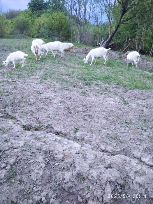 Зааненські чистокровні дойні кози