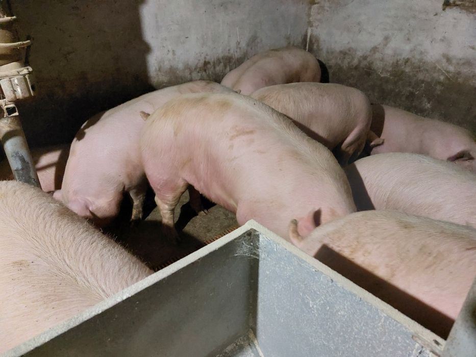 Продам свиньи от 160 кг и выше