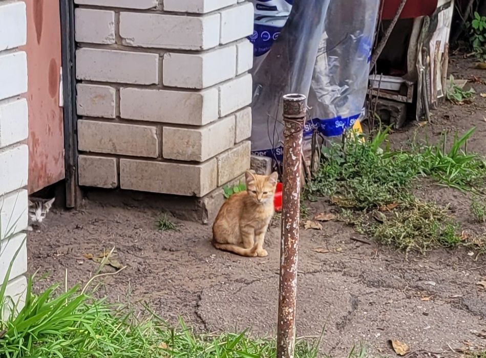 Кошенята риженьке щастя