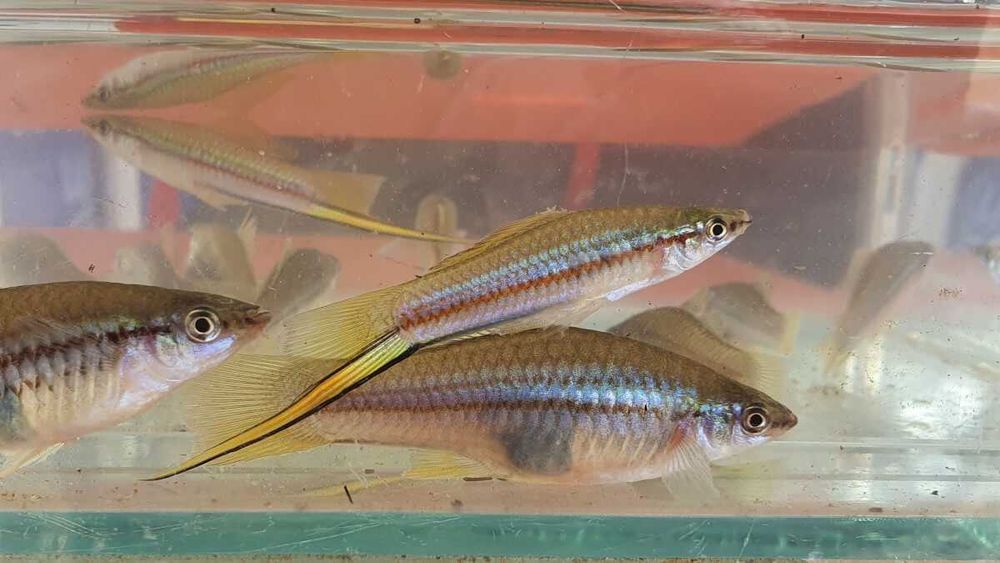 Mieczyk Hellera odmiana ZIELONA - Xiphophorus helleri - dowozimy