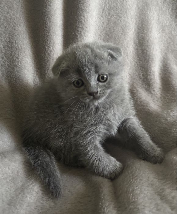 Кошенята шотландські висловухі, прямовухі Scottish Fold та Straight