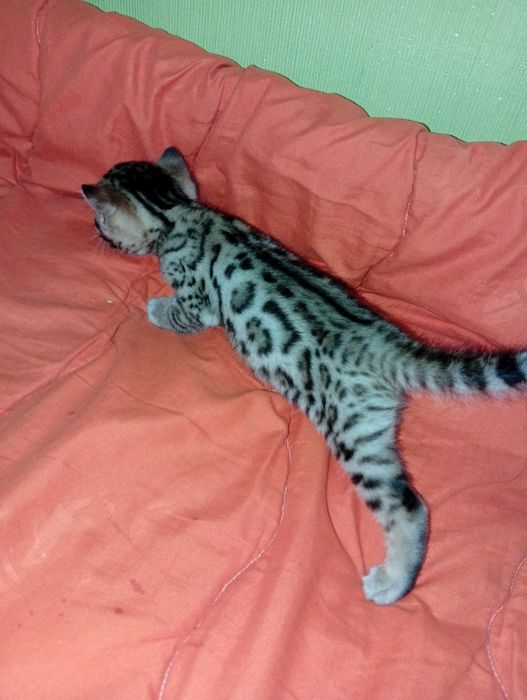 Бенгальский котёнок бенгалы
