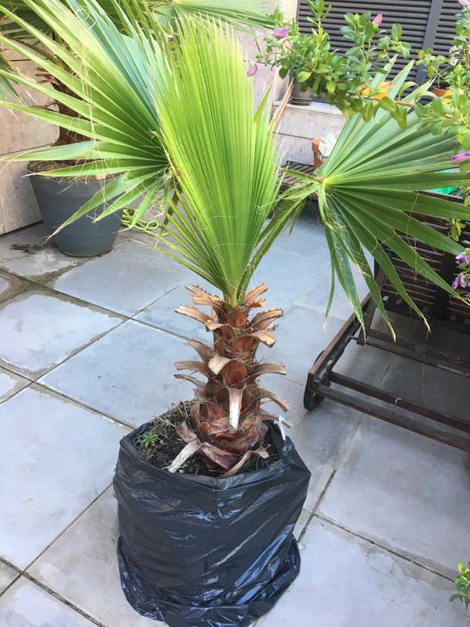 palmeira de leque, pronta a transplantar