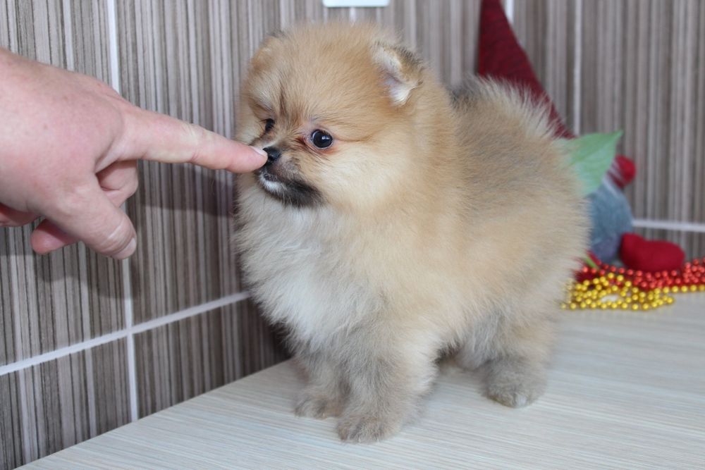 Продам маленьке пухнасте щастя