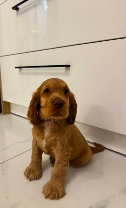 Cocker spaniel angielski sunia Rodowód
