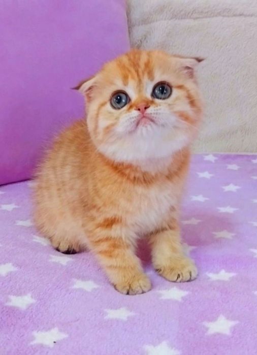 Золотая красотка шиншилла. Ооочень ласковая малышка