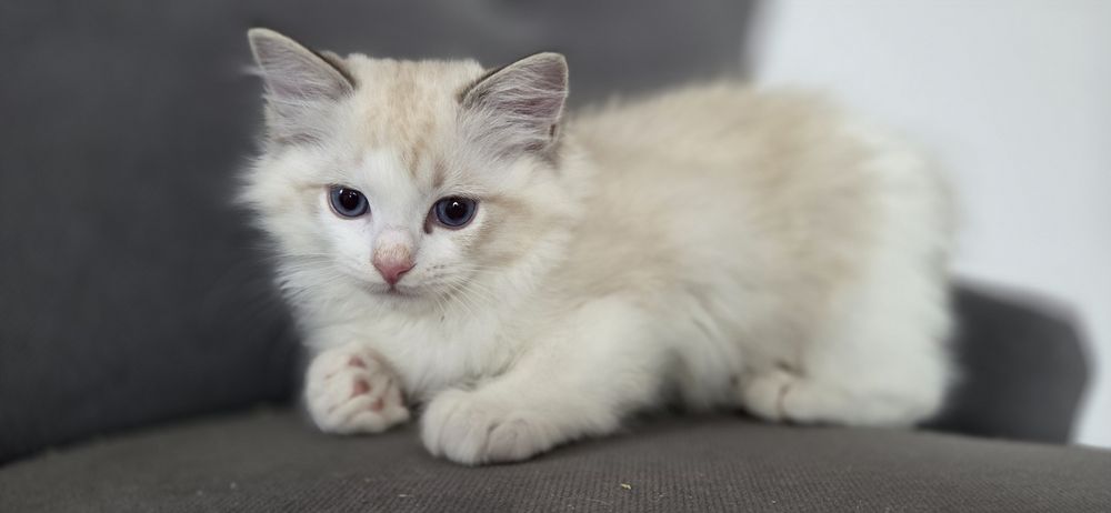 Kotek RAGDOLL kocurek seal  Bicolour