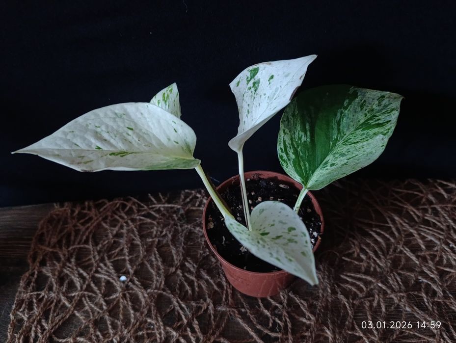 Епіпремнум "Snow Leopard"