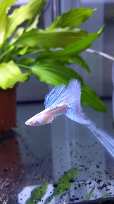 Guppy Sky blue albino