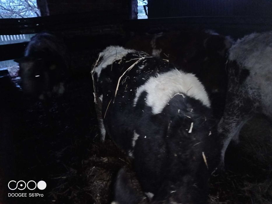 Jałowki hf sprzedam