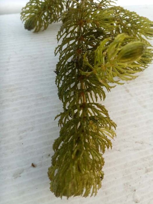 Rogatek sztywny lub krótko szyjkowy do wyboru.