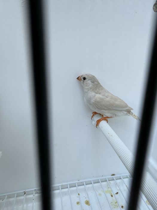 Mandarins de 2026 exoticos