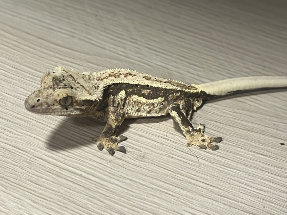 Gekon orzęsiony gekony orzęsione możliwa wyprawka